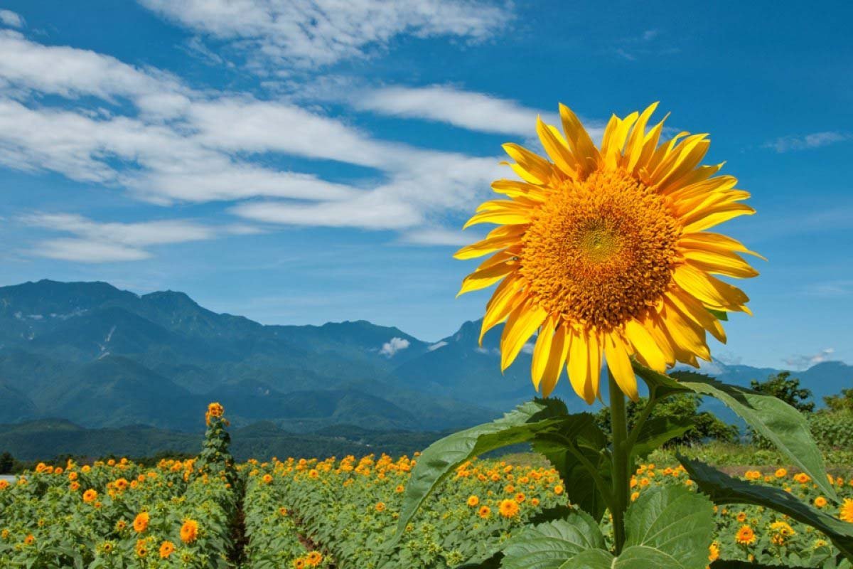🏞️ 미야야마 고향 교류 공원(미야야마 후루사토 후레아이 코엔) 이미지 6